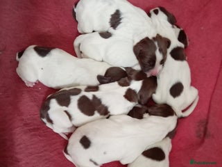 English Springer Spaniel dogs - Advert 11