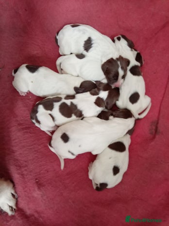 English Springer Spaniel dogs - Advert 12