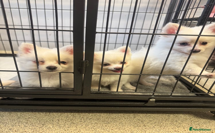 Pomchi dogs - Advert 1