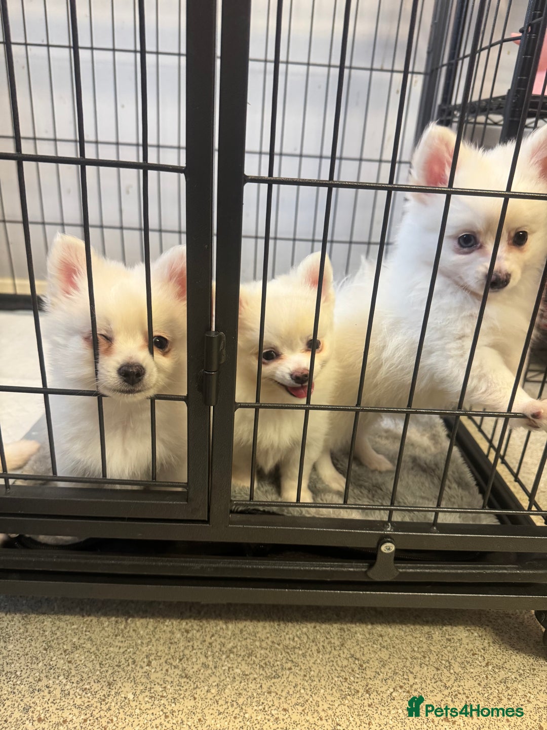 Pomchi dogs for sale: Beautiful Fluffy Pomchi Last Boy - Image 3