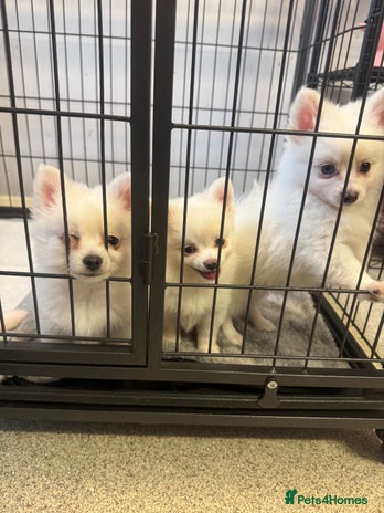 Pomchi dogs - Advert 11