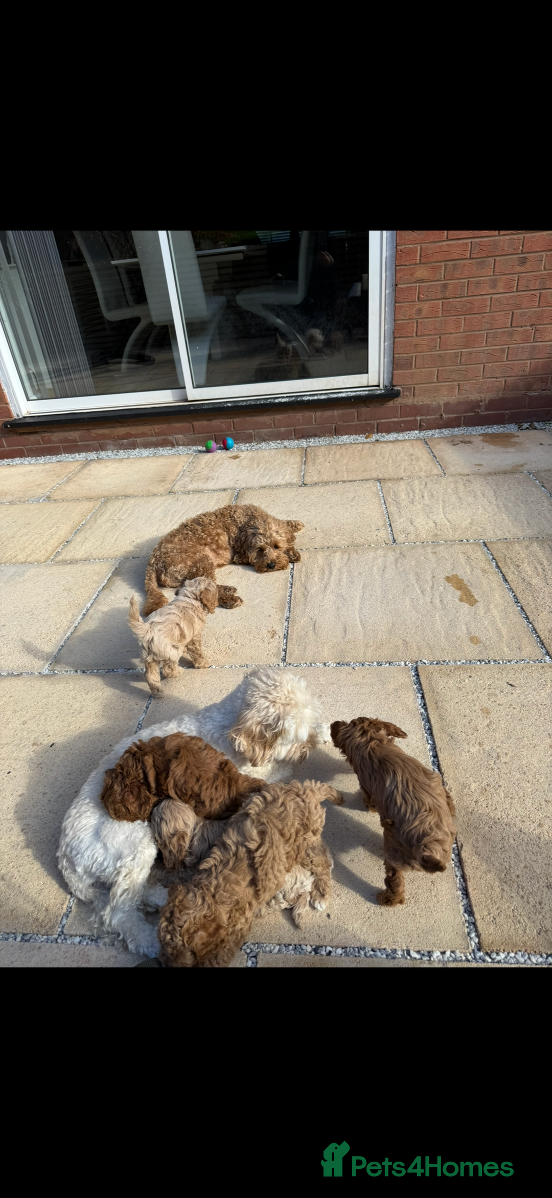 Cockapoo dogs for sale: Last little toy Cockapoo boy available - Image 4