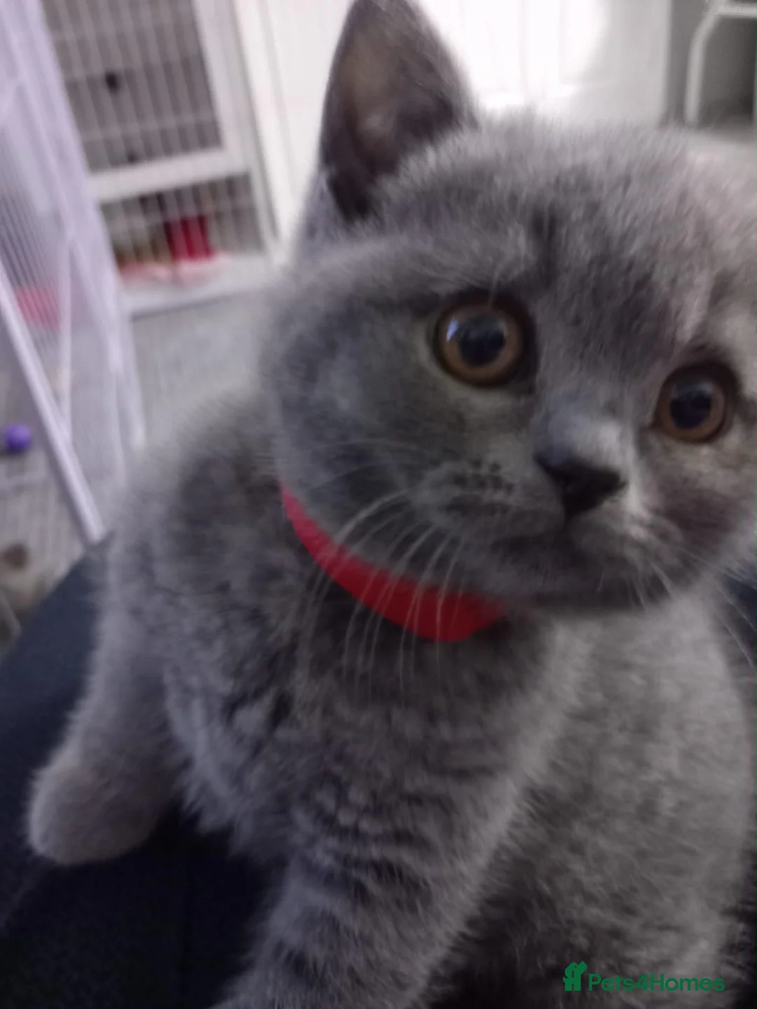 British Shorthair cats for sale: Grand Champion Sired British Shorthair Kittens - Advert 19