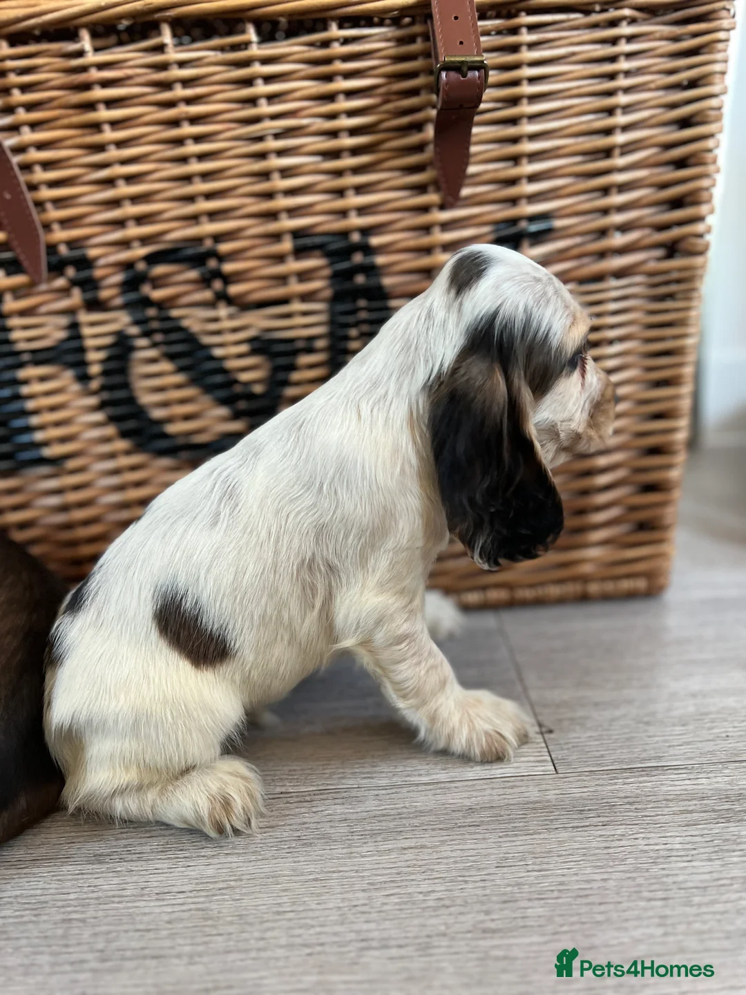 Cocker Spaniel dogs for sale: Show type Cocker spaniel puppies  - Advert 8