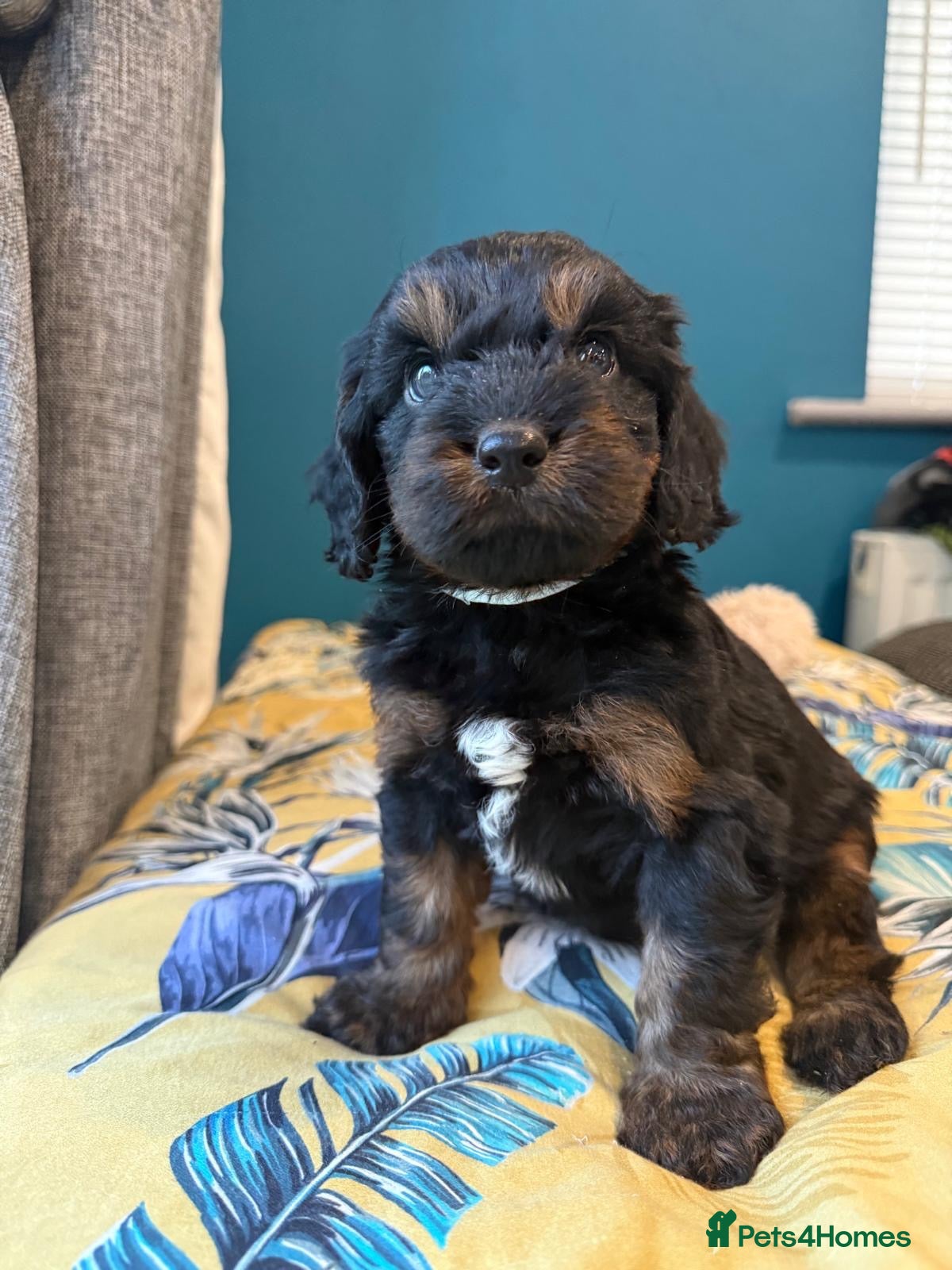 Cockapoo dogs Gorgeous F1 puppies for sale - Advert 1