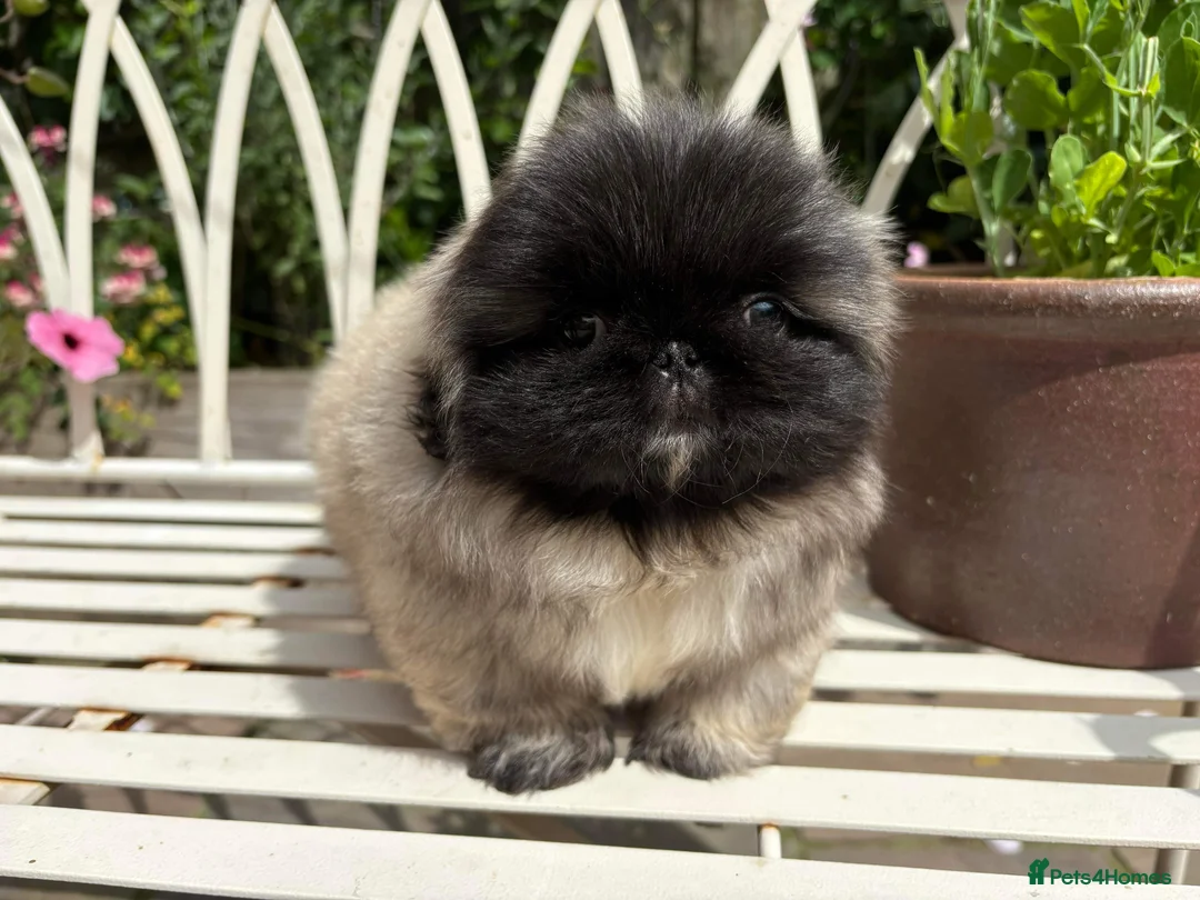 Pekingese dogs for sale: Beautiful 2 Year old blue padded Pekingese  in York - Advert 13