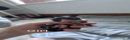 Domestic Shorthair cats for sale: Domestic shorthair kittens  - Advert 4