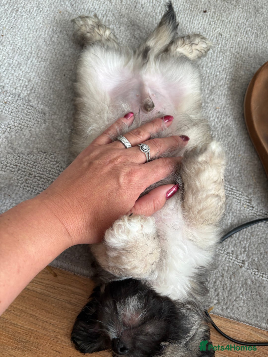Mixed Breed dogs for sale: Beautiful Froodle pups dad pink carrier - Image 9