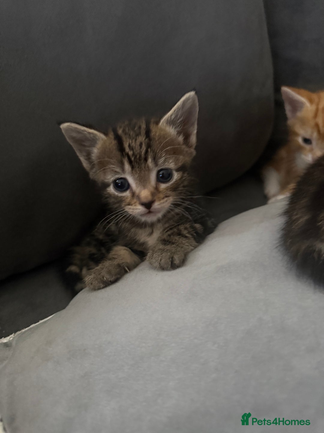 American Shorthair cats for sale: 4 beautiful kittens - Image 2