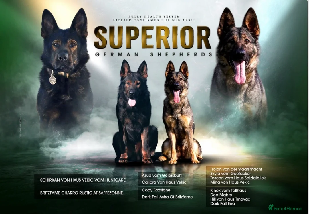 German Shepherd dogs for sale: Superior working line German shepherds  in Saint Helens - Advert 1
