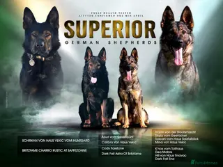 German Shepherd dogs Superior working line German shepherds - Advert 4