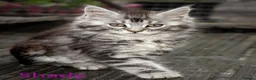 Maine Coon cats for sale: Polydactyl Maine Coon kittens are available  - Advert 15