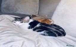 British Shorthair cats for sale: Two kittens  - Image 2