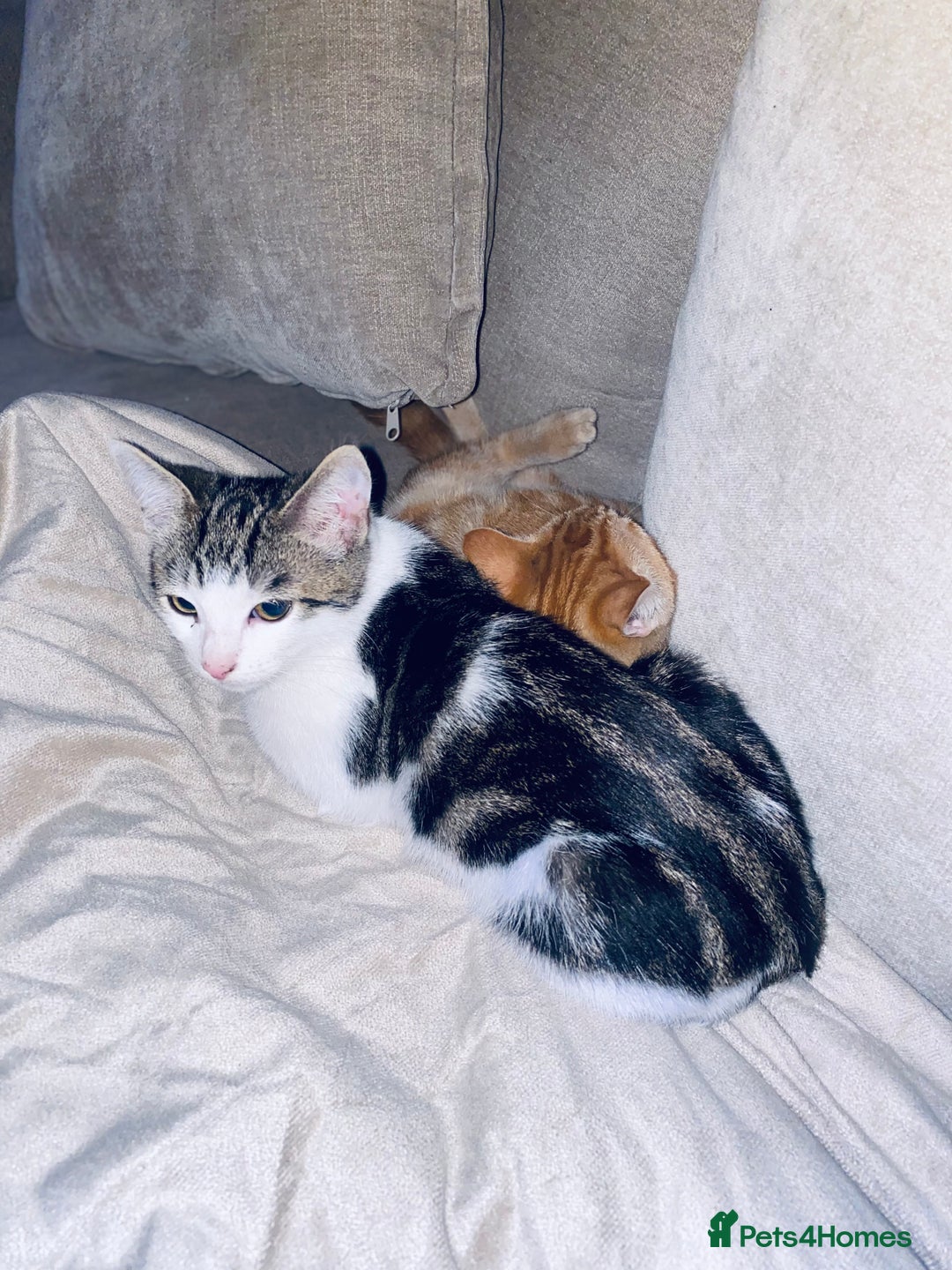 British Shorthair cats for sale: Two kittens  - Image 2