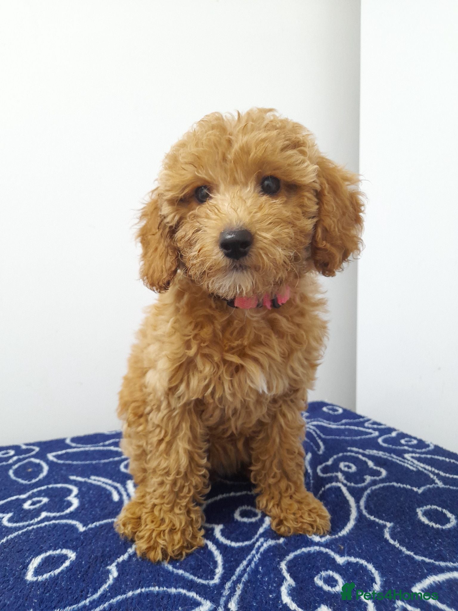 Miniature Poodle dogs Beautiful miniature poodle puppies ready now - Advert 2
