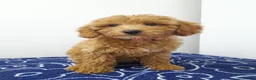 Miniature Poodle dogs for sale: Beautiful miniature poodle puppies ready now - Advert 34