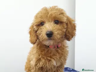 Miniature Poodle dogs Beautiful miniature poodle puppies ready now - Advert 2