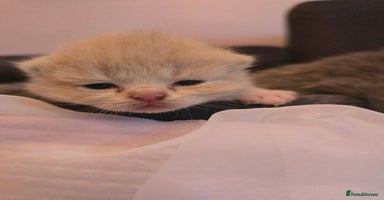 British Shorthair cats - Advert 2