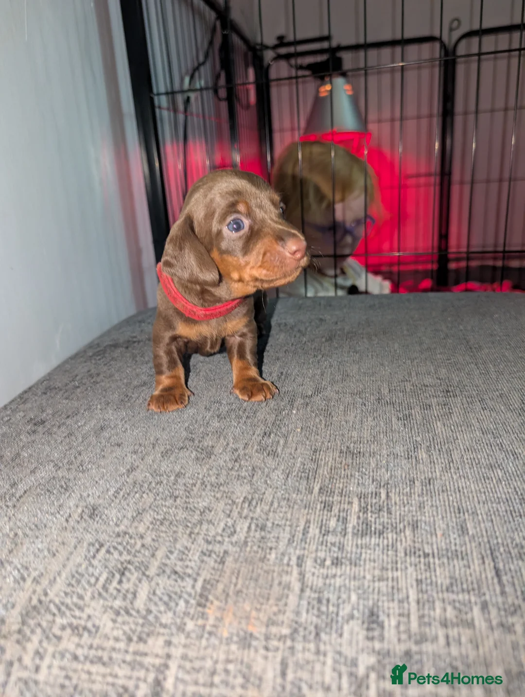 Dachshund dogs for sale: Dachshund puppies - Advert 5
