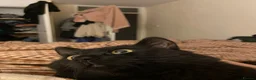 British Longhair cats for sale: Male cat for sale - Advert 14