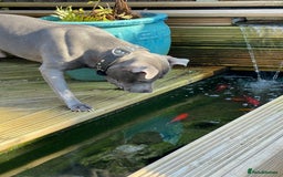 Staffordshire Bull Terrier dogs for stud: BLUE SIRAS PROVEN STUD Champion bloodlines  in Stroud - Image 5