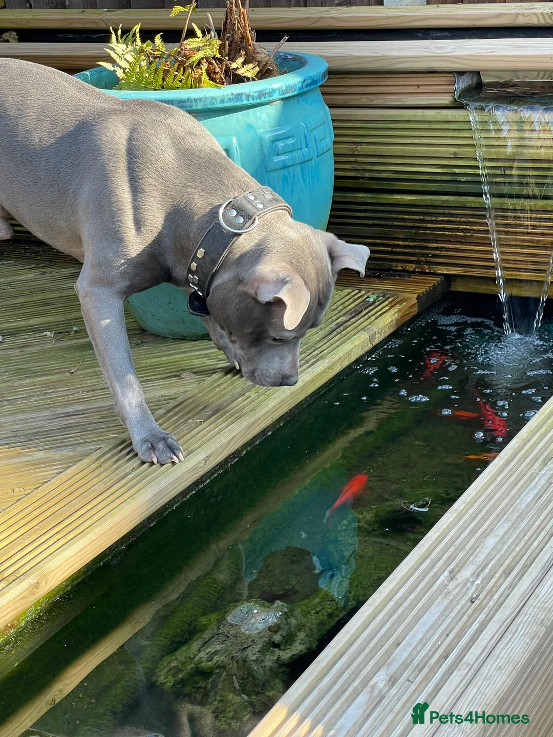 Staffordshire Bull Terrier dogs for stud: BLUE SIRAS PROVEN STUD Champion bloodlines  in Stroud - Advert 5