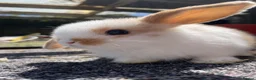 Mini Lop rabbits for sale: Beautiful mini lops looking for their forever home in Weymouth - Advert 3