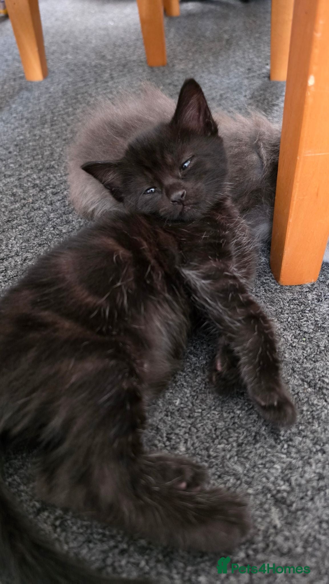 Mixed Breed cats Beautiful  Kittens Looking for Their new Homes 🐾 - Advert 2