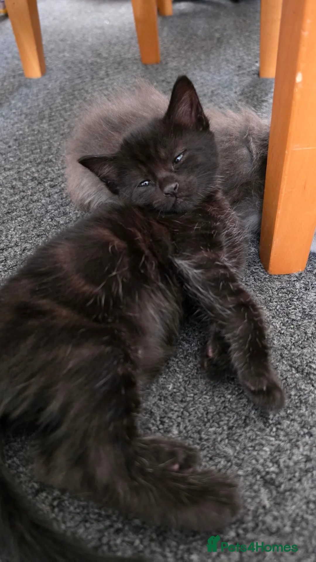 Mixed Breed cats for sale: Beautiful  Kittens Looking for Their new Homes 🐾 - Advert 1