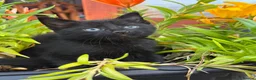 Mixed Breed cats for sale: Kittens 🐈‍⬛  - Advert 3