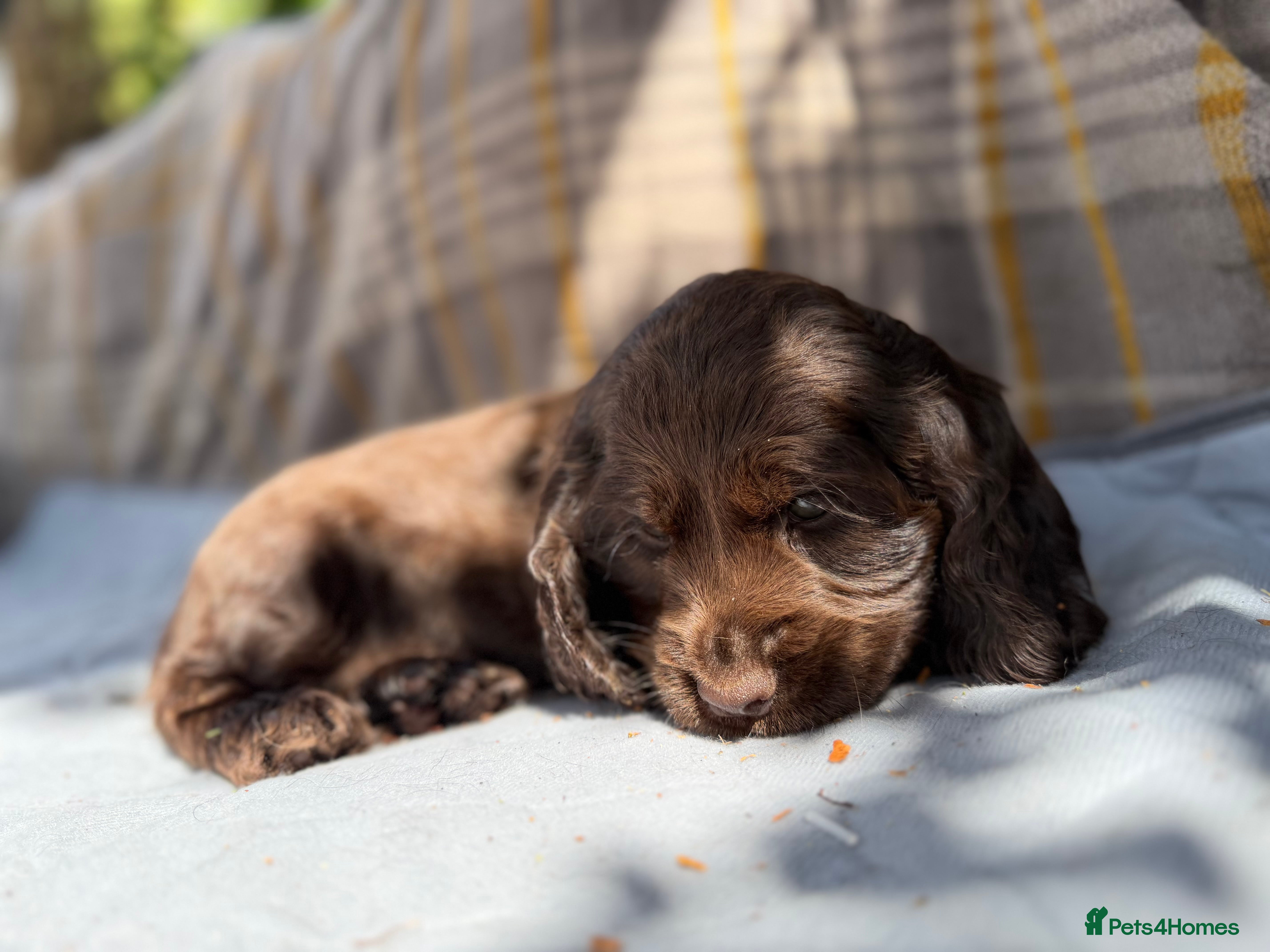 Cocker Spaniel dogs READY SOON🐾 EASTDRAY X SIMBAWOOD🐾 3 GIRLS 3 BOYS - Advert 2