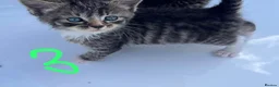 Domestic Shorthair cats for sale: Kitten domestic shorthair, tabby pattern  - Advert 5