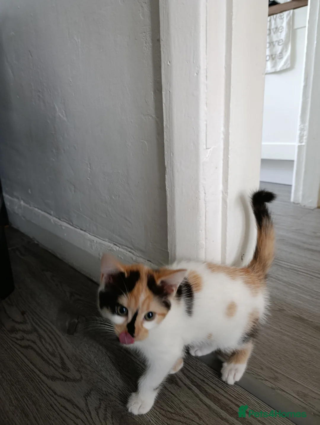 Mixed Breed cats for sale: Mini covs :D - Advert 3