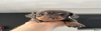 Miniature Dachshund 1