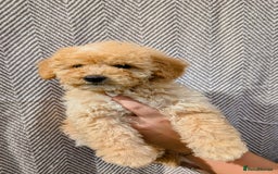 Labradoodle dogs for sale: READY NOW-HEALTH TESTED F1B Miniature Labradoodle - Image 8
