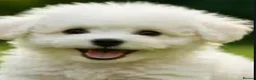 Bichon Frise dogs for sale: Beautiful Puppy bichon Frisé Needs a good home - Advert 8