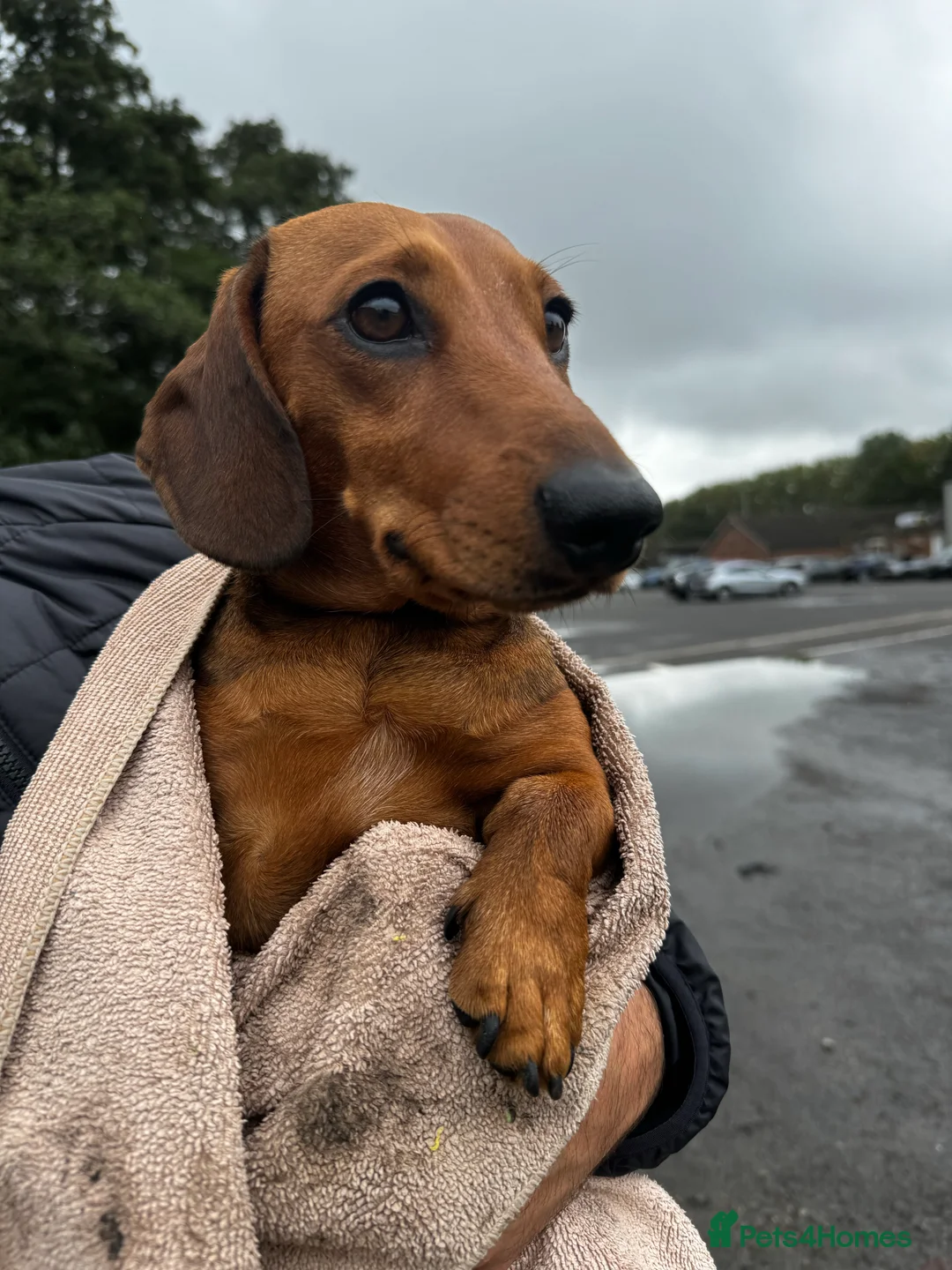 Miniature Dachshund dogs for stud: Proven Shaded red miniature dachshund stud in Pontypool - Advert 5
