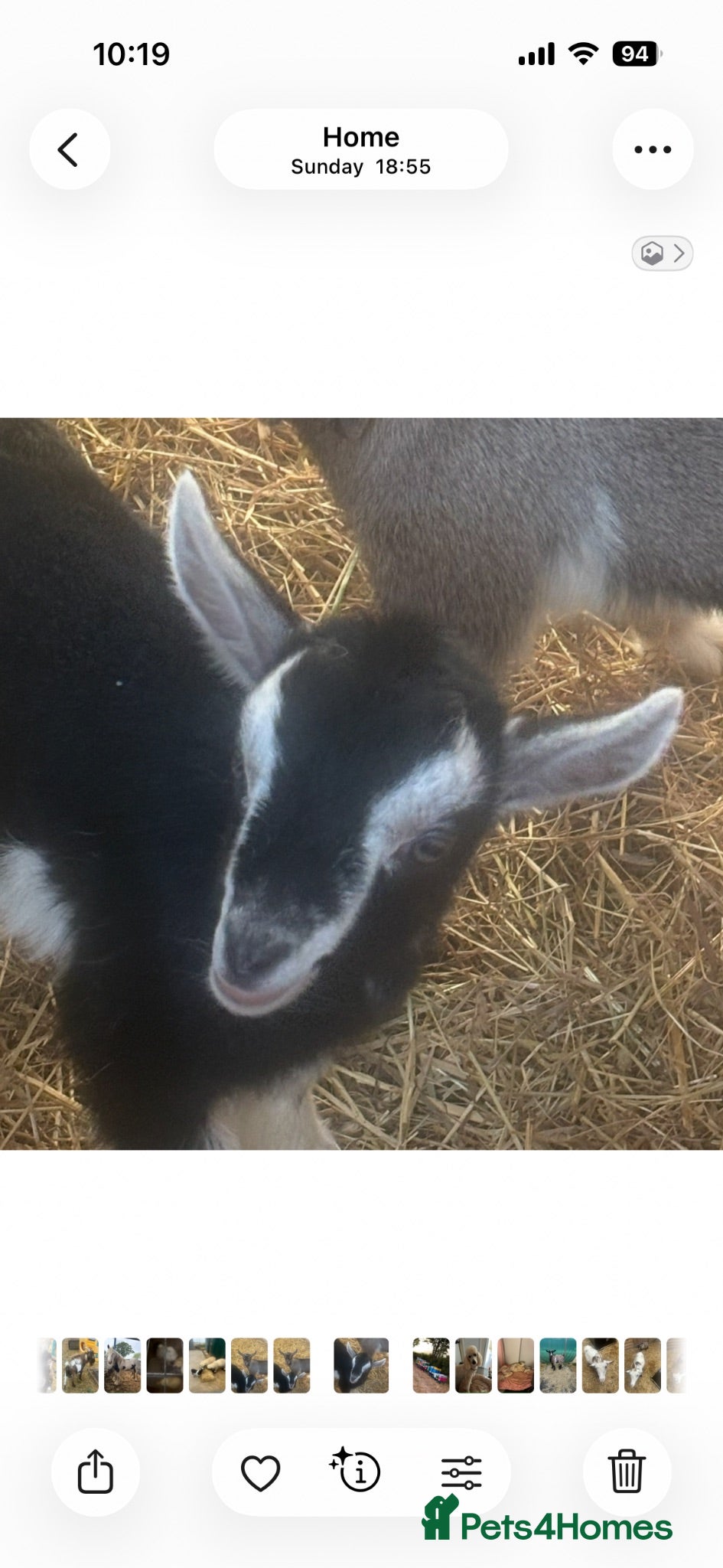 Goats livestock Pigmy goats  - Advert 8