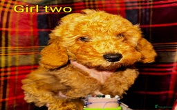 Toy Poodle dogs for sale: Toy Poodle Puppies For Sale - Image 5