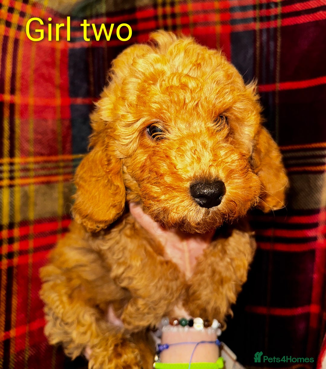 Toy Poodle dogs for sale: Toy Poodle Puppies For Sale - Image 5