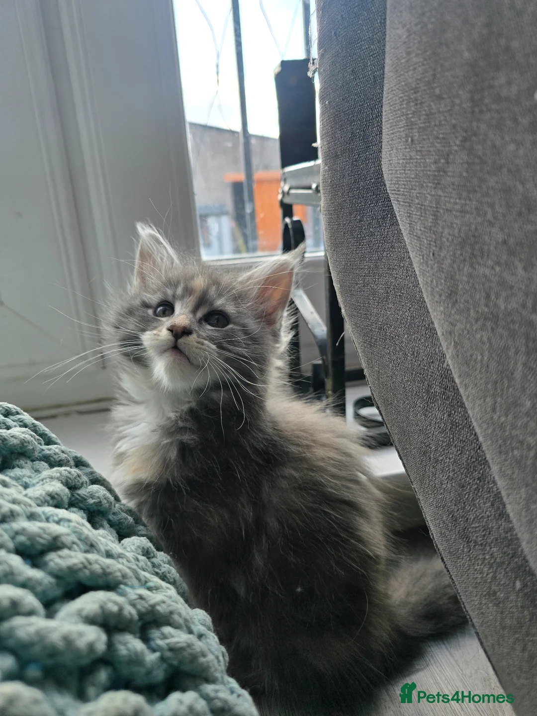 Maine Coon cats for sale: Only 1 girl and 1 boy TICA Maine coons available!  - Advert 2