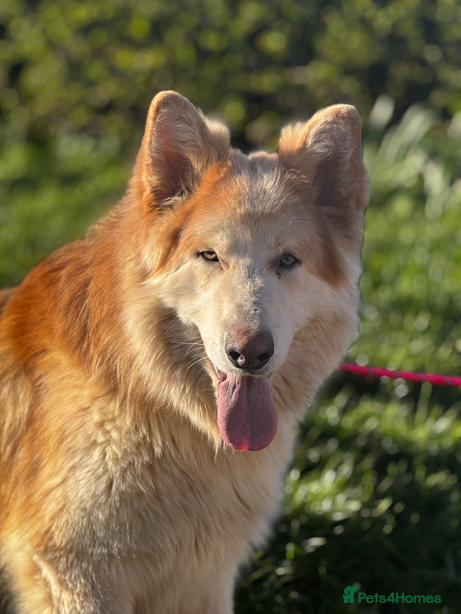 German Shepherd dogs ⭐️ KC reg proven GSD ⭐️ - Advert 4