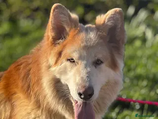 German Shepherd dogs ⭐️ KC reg proven GSD ⭐️ - Advert 4