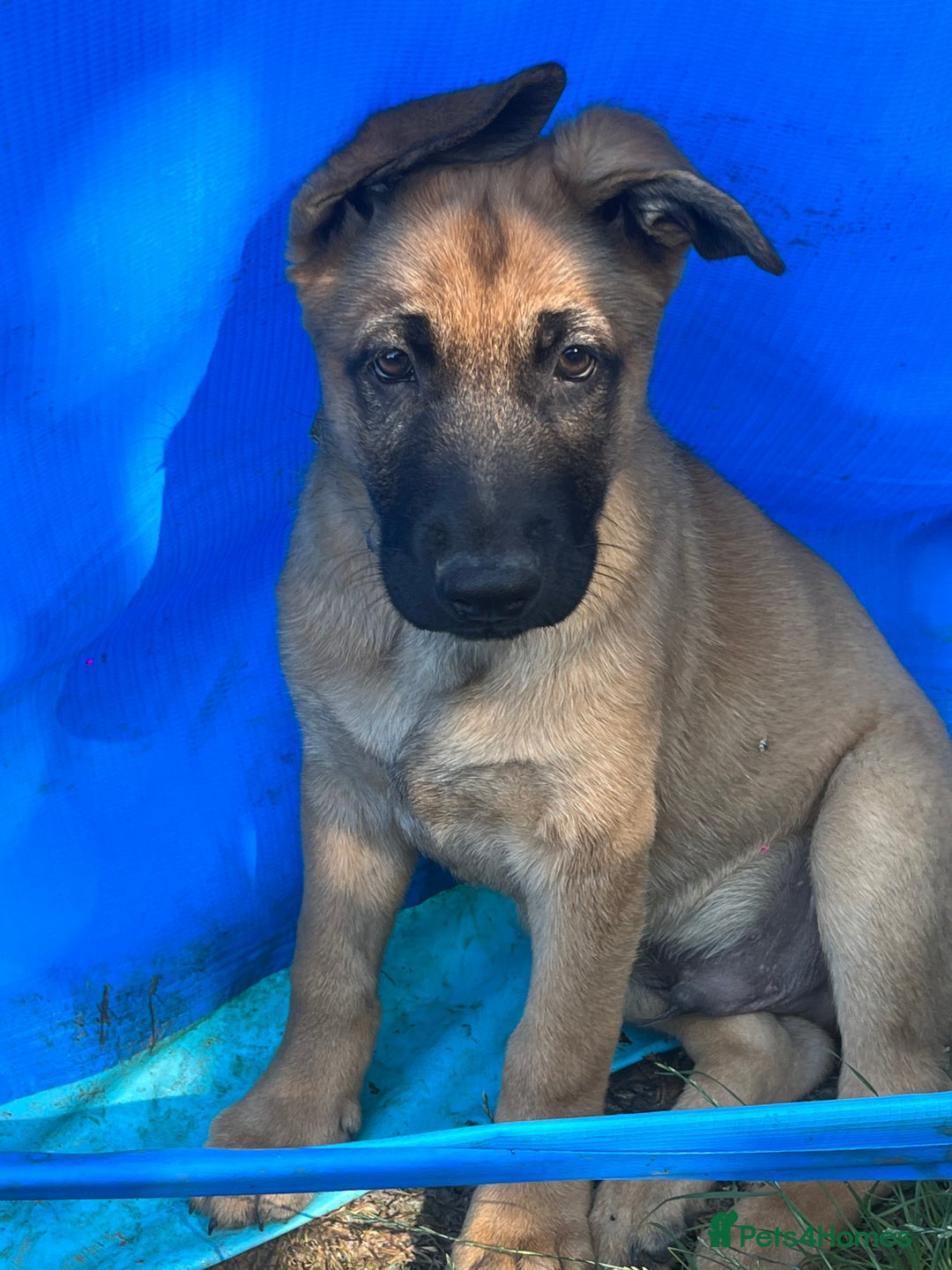 Mixed Breed dogs for sale: READY TO GO-Belgian shepherd/German shepherd pups  - Image 4