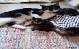 British Shorthair cats for sale: Cute kittens are ready. - Image 16