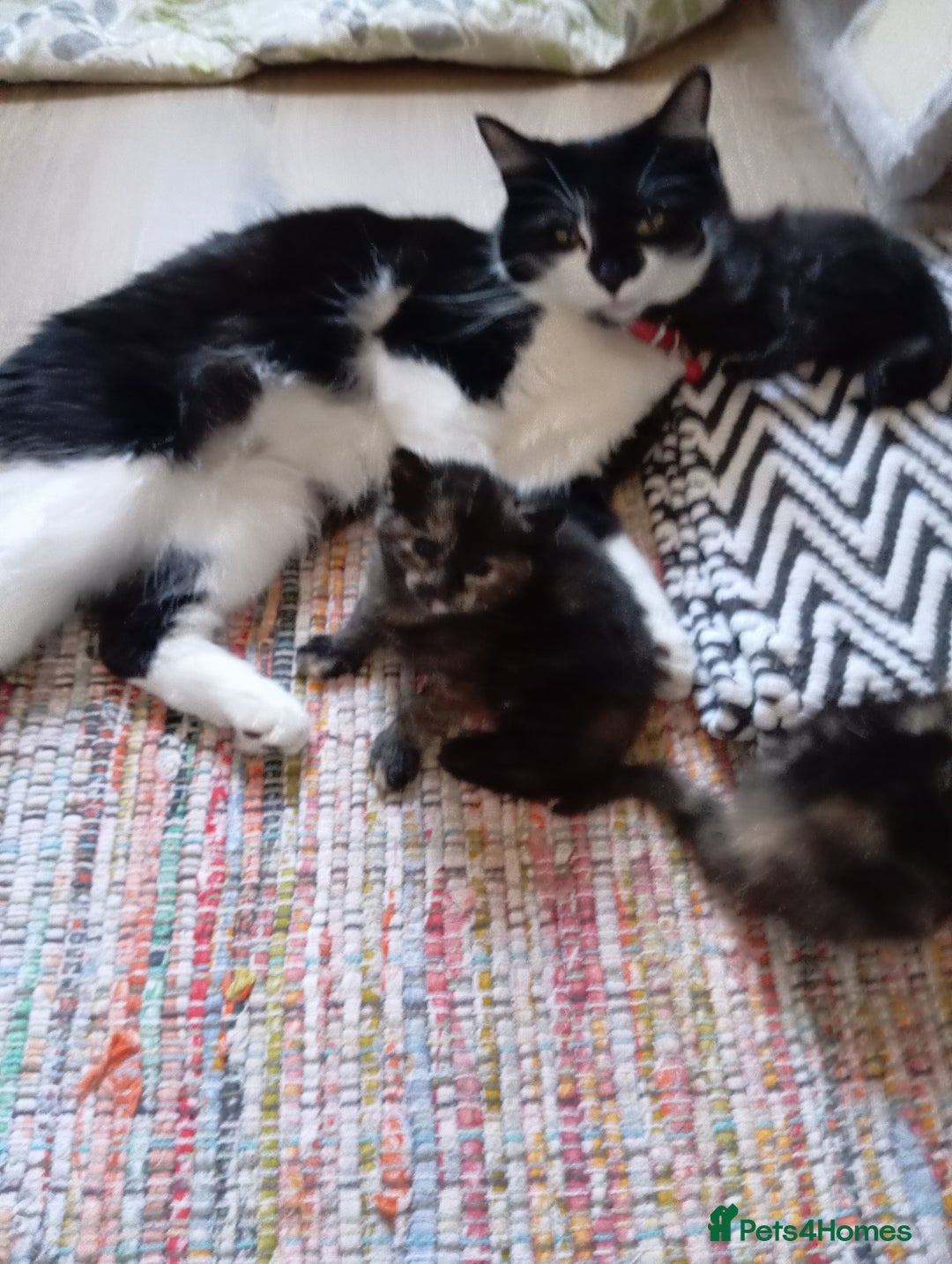 British Shorthair cats for sale: Cute kittens are ready. - Image 16
