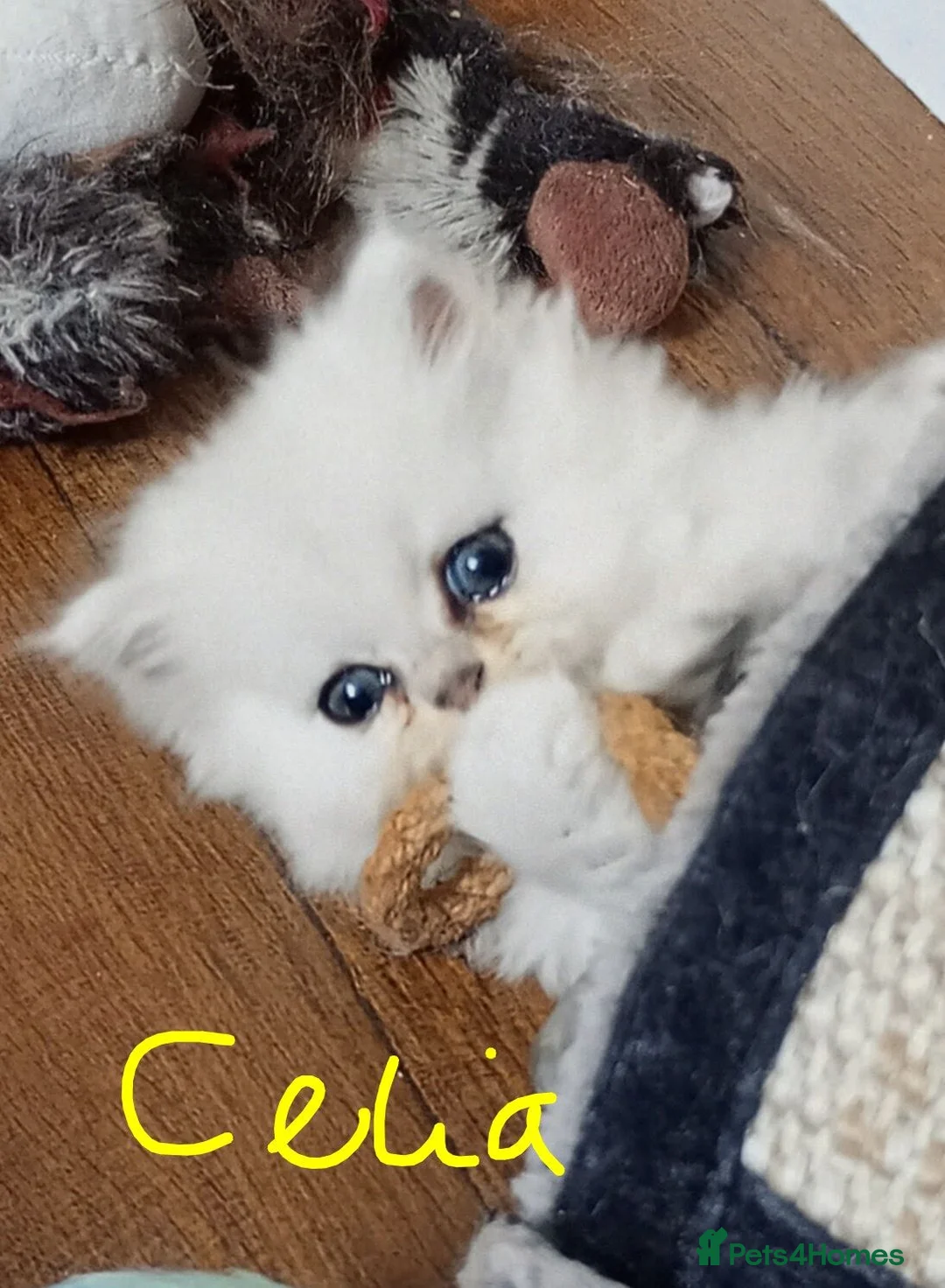 Persian cats for sale: Stunning Persian Kittens  - Advert 11