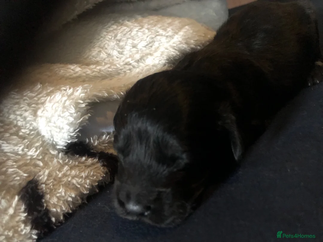 Cockapoo dogs for sale: Cockerpoo puppies - Advert 15