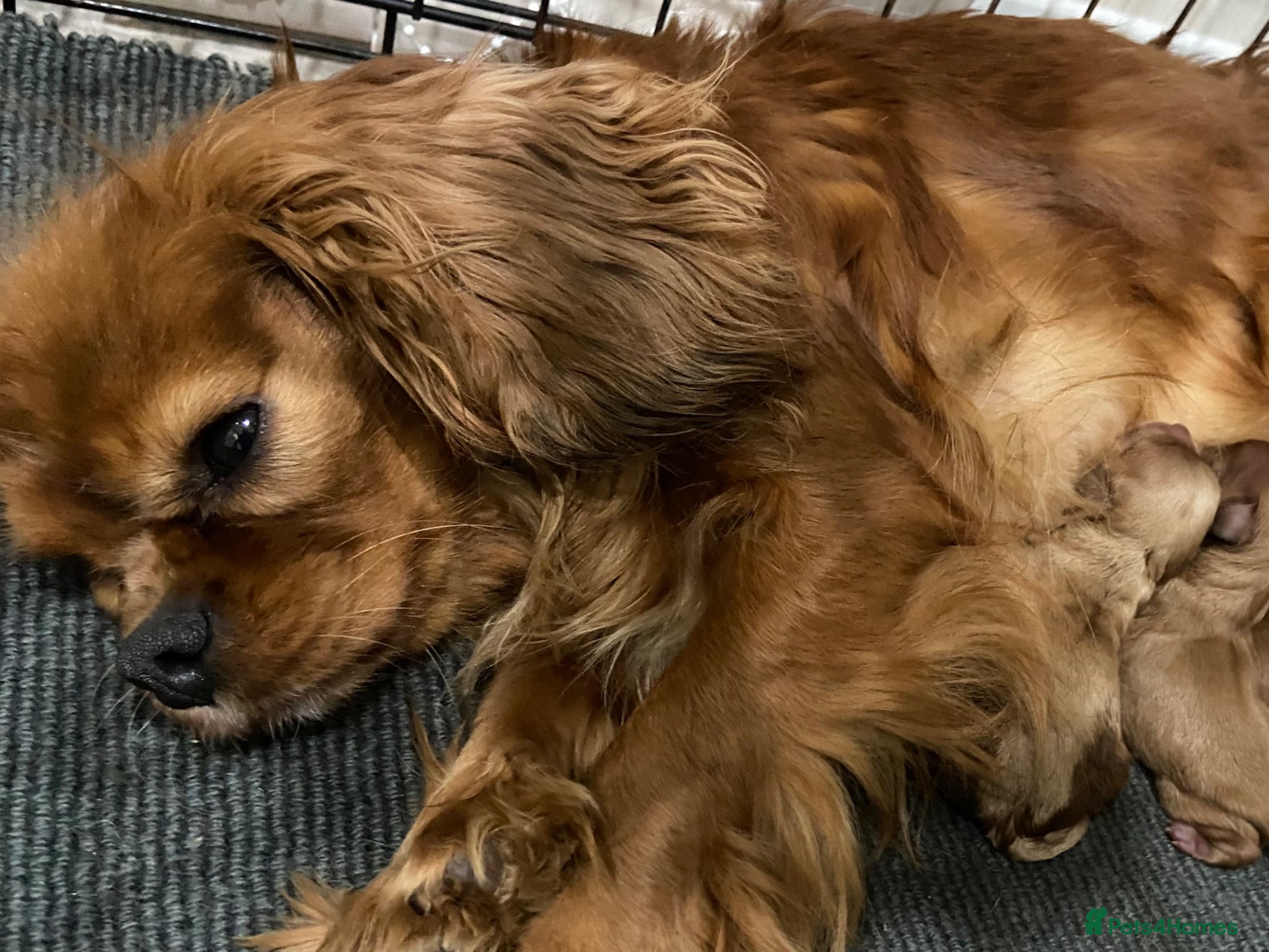 Cavapoo dogs F1 MVD Health Tested Cavapoo Puppies  - Advert 2