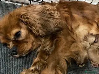 Cavapoo dogs F1 MVD Health Tested Cavapoo Puppies - Advert 2